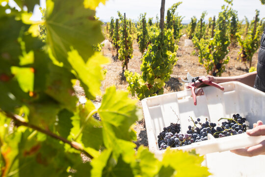 Harvesting organic grapes by hand in vineyard Aranda de Duero Spain