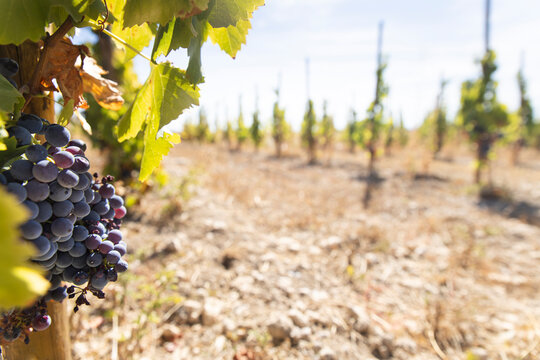 Grape bunch in vineyard during harvest in Aranda de Duero Spain