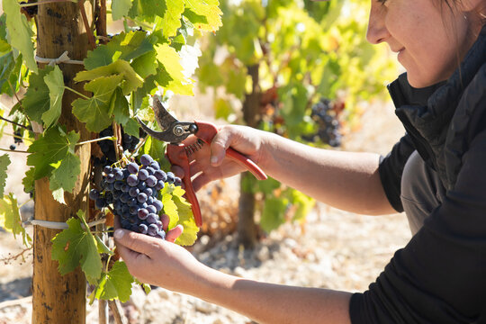 Person hand-harvesting grapes in Aranda de Duero vineyard Spain