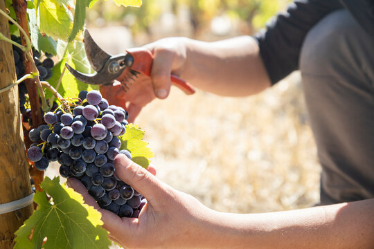 Grapes hand-harvested for winemaking in vineyard Aranda de Duero Spain