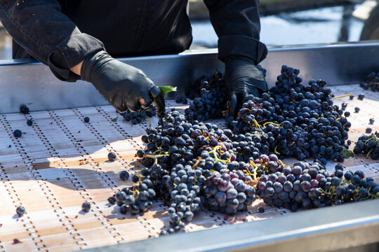 Worker sorting fresh grapes for wine production at Aranda de Duero