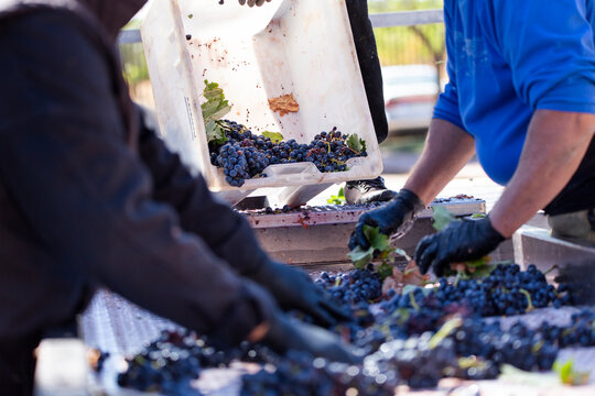 Workers sorting grapes for winemaking at a vineyard in Aranda de Duero