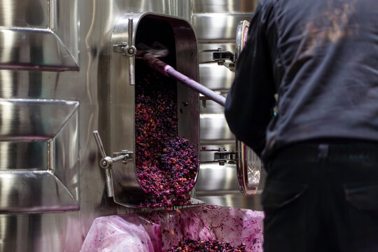 Winemaking fermentation of red grapes in stainless steel tank in Spain