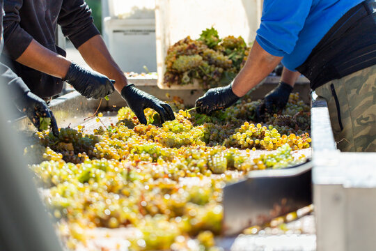 Workers sorting grapes at winery in Aranda de Duero Spain for winemaking