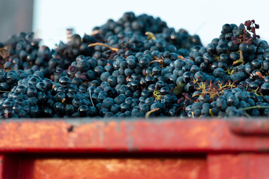 Fresh grapes in red truck during harvest in Aranda de Duero Spain