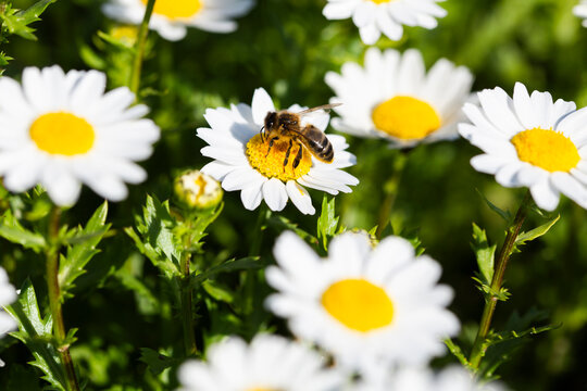 Honeybee pollinating daisy flower outdoors in sunlight macro view