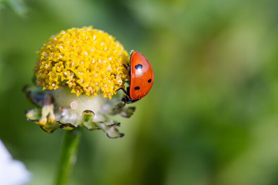 Ladybug on chamomile flower macro for pollination and biodiversity