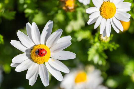 Ladybug on chamomile flower outdoors in a macro spring nature scene