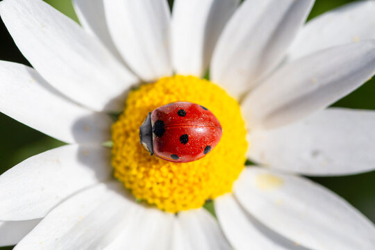 Ladybug on chamomile flower promotes pollination and biodiversity