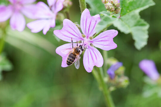 Honeybee pollinating Malva sylvestris flower in nature macro view