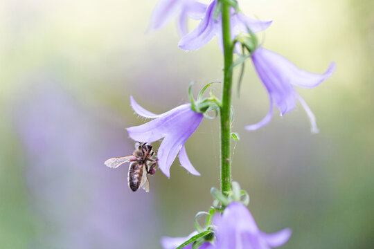 Honeybee pollinating Campanula flower in macro close up outdoors