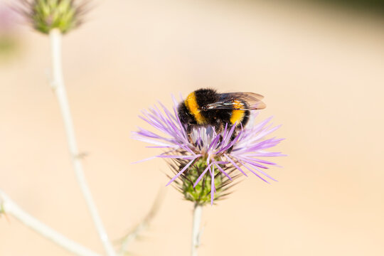 Bumblebee pollinating Galactites tomentosa flower in macro close up