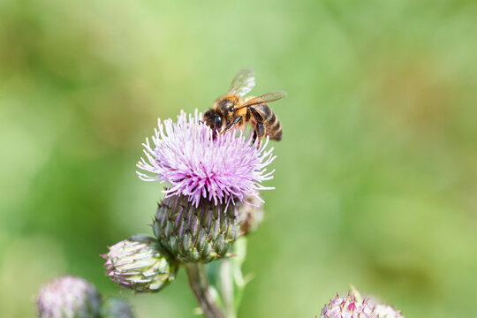 Honeybee pollinating purple Centaurea flower in macro outdoors