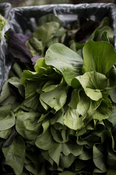 fresh spinach leaves, salad in the farm market