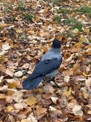 Berlin Germany October 2025 Close view of hooded crow standing on golden autumn leaves