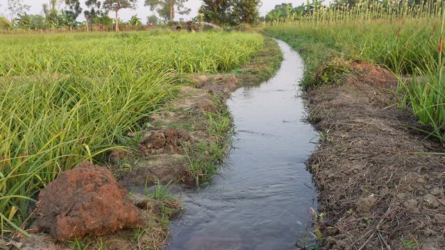 water supply or drainage channel in an agricultural field