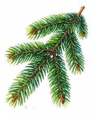 Green fir branch, needle details, watercolor, isolated