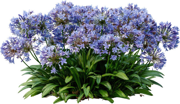 Beautiful cluster of Agapanthus flowers with vibrant blue blooms