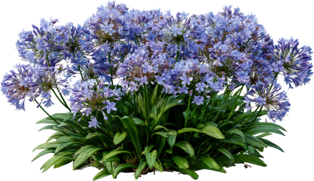 Beautiful cluster of Agapanthus flowers with vibrant blue blooms
