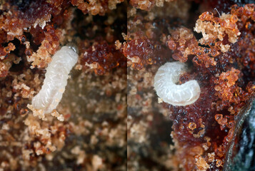 Ozognathus cornutus is a species of beetle in the family Ptinidae. An invasive species in Europe. Male on the right and female on the left. Larvae in palm fruit.