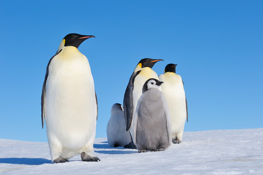 Emperor penguin family group with chick outdoors in snowy Antarctica