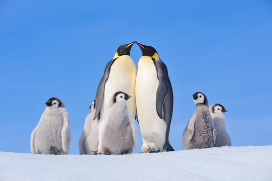 Emperor penguin family and chicks together in snowy Antarctica
