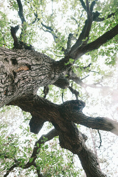 Looking up at old oak tree with branches and green leaves outdoors