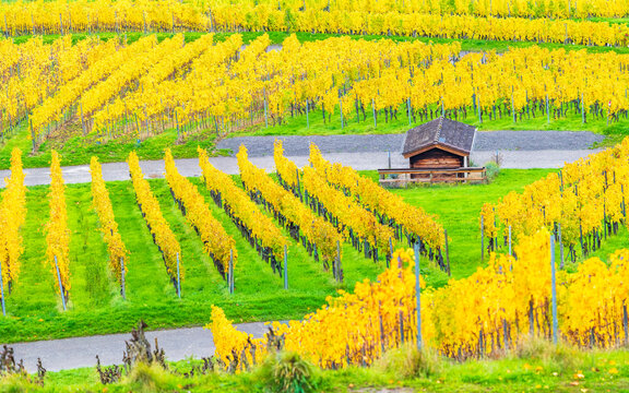 Vineyard with autumn foliage in Remstal valley Baden W�rttemberg Germany