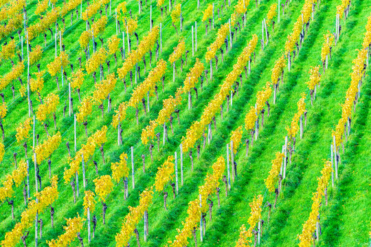 Vineyard rows in Remstal valley Baden W�rttemberg Germany in spring