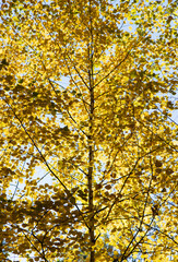 autumn yellow tree leaves as background.