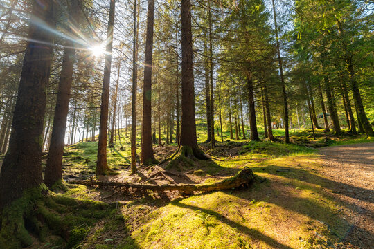Sunlight streaming through lush summer forest near Bergen Norway