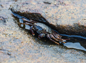 A crab is walking on a rock
