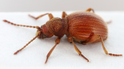 Pseudeurostus hilleri, the Japanese spider beetle, is a species of spider beetle in the family Ptinidae.