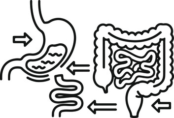 Human digestive system outline showing stomach and intestines with arrows