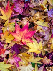 숲속의 가을 낙엽 배경 