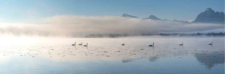 Swans on misty Hopfensee lake at sunrise with mountains in Bavaria