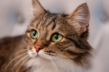 A fluffy cat is sitting on the sofa.