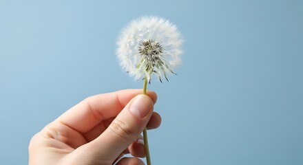 hand holding dandelion puff flower