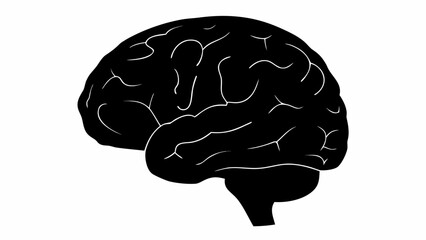 Illustration of a black human brain with white lines depicting gyri and sulci on a white background