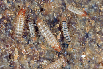 Larvae of Trogoderma glabrum, known generally as the glabrous cabinet beetle or colored cabinet beetle, is a species of carpet beetle in the family Dermestidae.