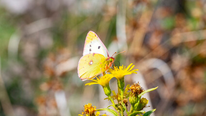 Colias croceus, clouded yellow, is a small butterfly of the family Pieridae, the yellows and whites. Clouded yellow. Male. Underside. Female