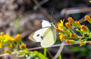 Colias croceus, clouded yellow, is a small butterfly of the family Pieridae, the yellows and whites. Clouded yellow. Male. Underside. Female