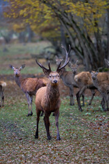 The fallow deer is a medium-sized deer species known for its elegant build, spotted coat, and distinctive palmate (shovel-shaped) antlers in males.
