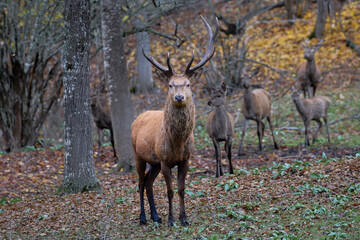 The fallow deer is a medium-sized deer species known for its elegant build, spotted coat, and distinctive palmate (shovel-shaped) antlers in males.