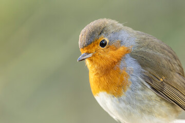 Close Up Of A European Robin Erithacus rubecula With Bright Orange Chest And Soft Grey Wings In Natural Light