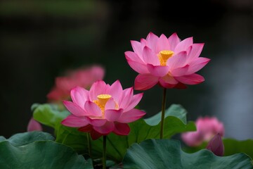 Obraz premium Two pink lotus flowers bloom in the foreground against a dark blurred backdrop of foliage and other blossoms