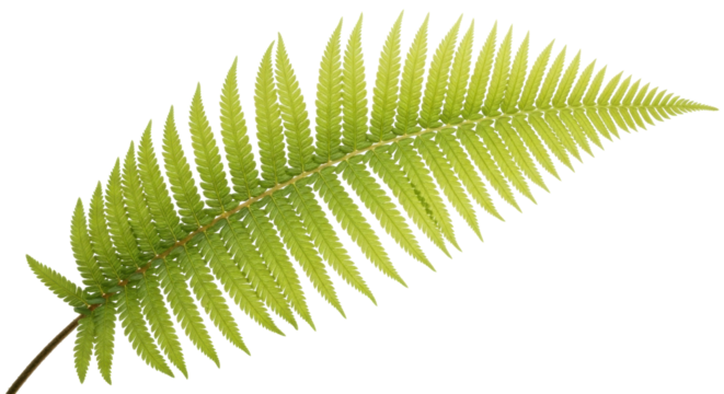 Isolated Green Fern Frond, Polypodiopsida, Botanical Specimen, Tropical, Leaf, Herb, Forest Plant