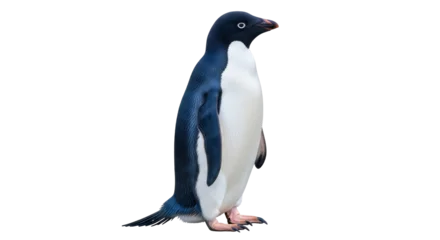 Gardinen Pinguin Isolated Adélie penguin standing attentively outdoors, a charming avian creature, side view  © Maria