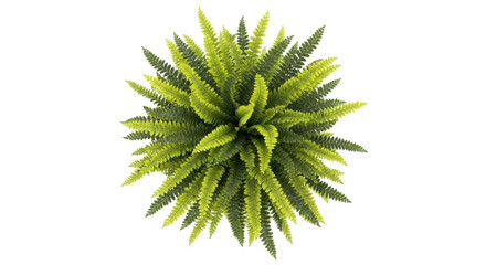 Isolated Fern Bush Foliage, Decorative Green Plant, Nature Close-up, Decorative Arrangement