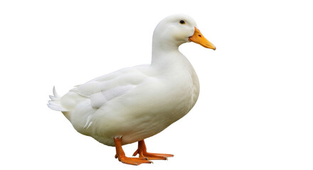 Isolated white duck standing and looking to the side in a portrait photograph with a neutral backdrop